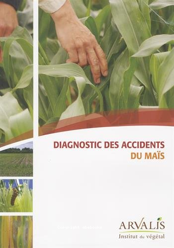 diagnostic des accidents du maïs